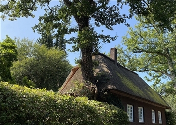 Haus und Baum - zwei, die miteinander klarkommen.