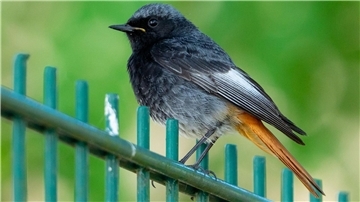 Hausrotschwanze (Phoenicurus ochruros) lieben höhergelegene Orte wie Baumkronen, Dachgiebel oder Mauern.