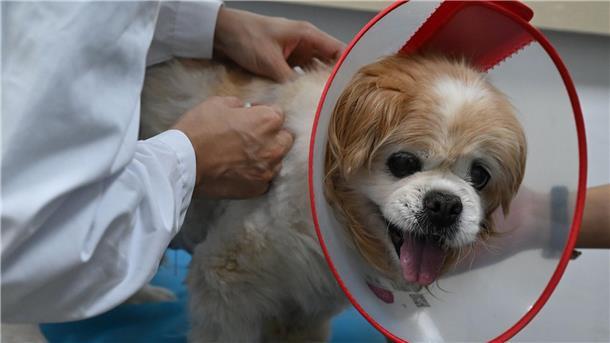 Haustiere werden in China immer beliebter, weshalb auch traditionelle chinesische Medizin für die Tiere öfter nachgefragt wird.
