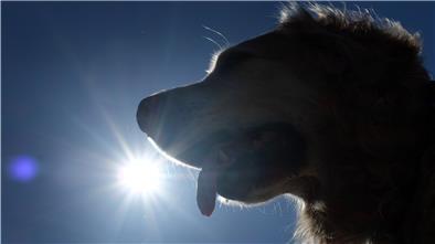 Hechelt ein Hund extrem stark oder wird sein Speichel zäh, dann könnten das Zeichen für einen Hitzeschlag sein.