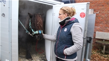 Eine Frau und ein Pferd im Anhänger.