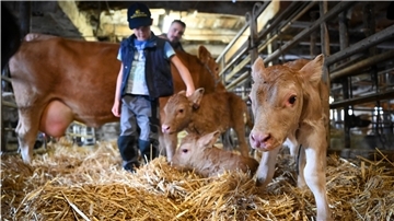 Helge Tienken staunte, als er am Donnerstagabend in den Stall ging, um einer seiner knapp 150 Kühe bei der Geburt zu helfen. „Ich hab gefühlt und hatte plötzlich drei Beine in der Hand“, sagt der Milchbauer aus Beverstedt. „Dann hab ich erst mal sortiert“, erzählt er und lacht. Zwillinge gebe es schließlich öfter. Doch es waren drei süße Kälber, die er da aus der Kuh zog.
