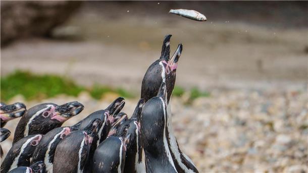 Bilder des Tages Her mit dem Futter - Pinguine schnappen bei einer öffentlicher Fütterung nach Fisch.