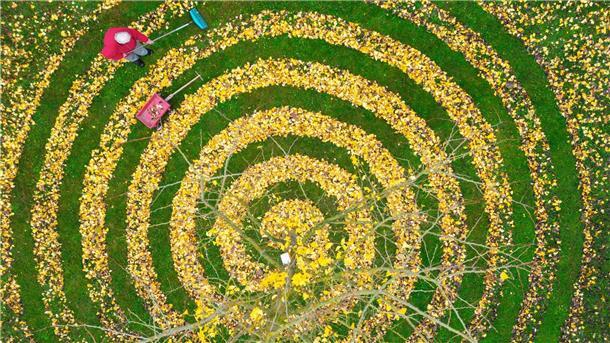 Bilder des Tages Herbstkunst im Garten: Ginkgo-Blätter in Spiralenform in einem Garten in Petersdorf