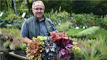 Heuchera, Purpurglöckchen