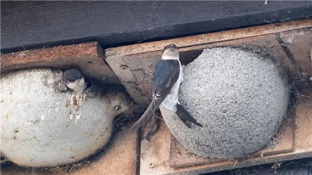 Ins perfekte Nest segeln Hier haben Menschen extra künstliche Nester aufgehängt, damit die Schwalben kommen.