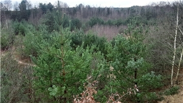 Bäume