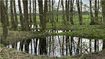Mergelgrube Kuhle Bäume Wald