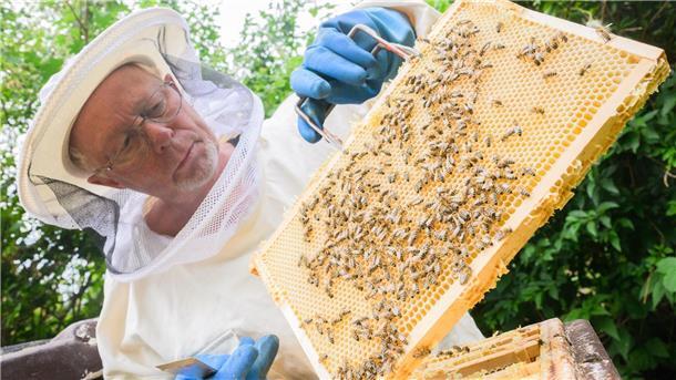Honig als Hobby: Zahl der Imker in Niedersachsen wächst Hobbyimker Rainer Oberwelland steht an seinem Bienenstock in einem Garten in der Region Hannover.