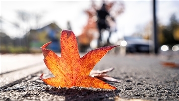 Ein Blatt auf einer Straße.