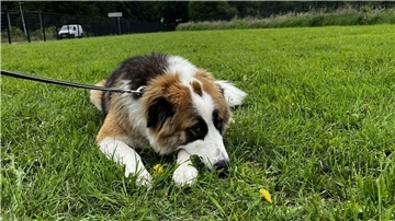 Hund der auf einer Wiese liegt. 