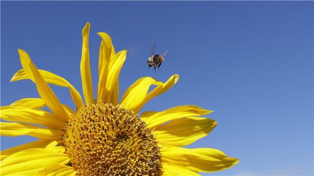 Bilder des Tages Hummel im Anflug!