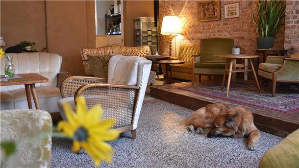 Hausgemachter Kakao und Goldbecher - Heimatgefühle im Café Findus Ein Hund liegt in einem Café.