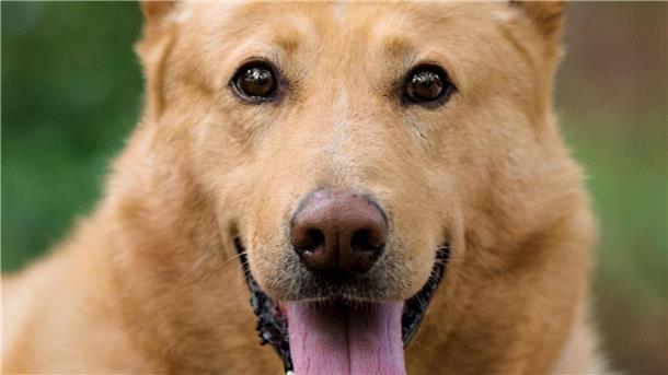 Schäferhund-Mix Boomer sucht ein neues Zuhause Hund Boomer sucht ein neues Zuhause.
