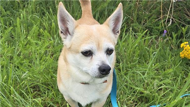 Hund Oscar braucht ein neues Zuhause, das ihm Struktur bietet.