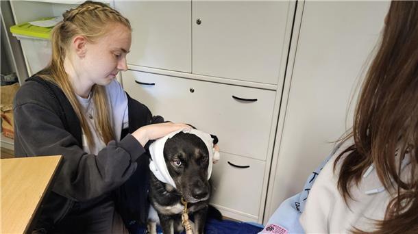 Herz-Druck-Massage beim Hund will gelernt sein Hund „Puma“ erhält im Erste-Hilfe-Kurs in Halle einen Kopfverband.