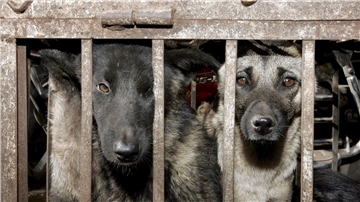 Hunde, die geschlachtet werden sollen, sitzen in einem Käfig auf einem Tiermarkt in Lijang in der chinesischen Provinz Yunnan.