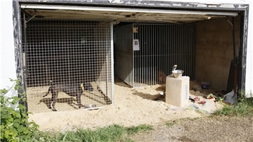Hunde, die in Zwingern gehalten werden. Die Hunde wurden brutal trainiert und bis zum Kampfgewicht ausgehungert, bevor sie in Kämpfe verwickelt wurden, bei denen sie manchmal bis zum Tod kämpften.