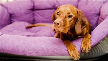 Hund