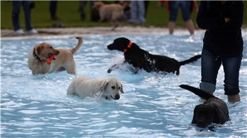 Hunde spielen im Wasser. Geht es nach Felicitas Blanken, dann sollte das auch in den Freibädern der Samtgemeinde Tarmstedt möglich sein. Die Ratsfrau schlägt vor, künftig zum Saisonende einen Hundebadetag zu veranstalten.