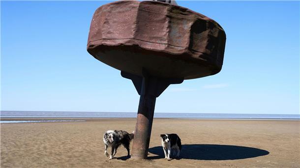 Hunde stehen unter einer Boje am Ufer des Rio de la Plata.