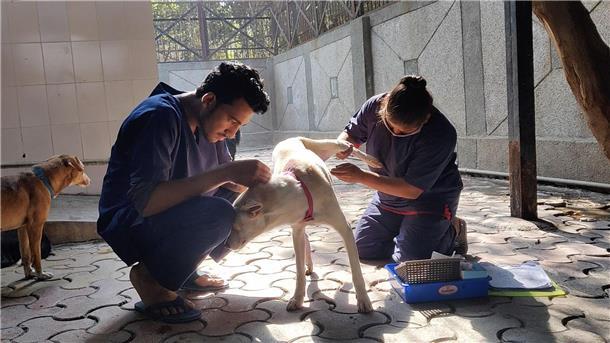Indien und die vielen Straßenhunde: Retten oder töten? Hunde werden nach der Sterilisation im Zentrum für Geburtenkontrolle und Sterilisation postoperativ versorgt.