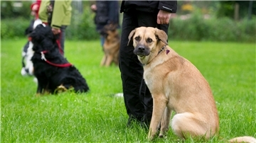 Für den Hundeführerschein: Hundehalter führen ihre Hunde an der Leine. 