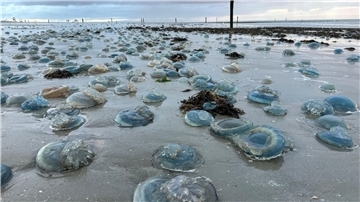 Hunderte Quallen liegen am Strand von Norderney. In Zukunft könnten Quallen fast aller Art enorm vom Klimawandel und von der Überfischung der Ozeane profitieren (Symbolbild)