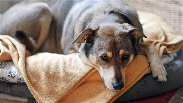 Ein Hund liegt in einem Hundekorb.