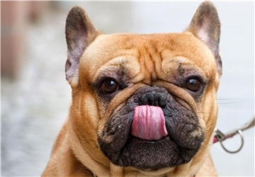 Hundesteuer abschaffen? Darüber haben die Bremerhavener Stadtverordneten diskutiert.