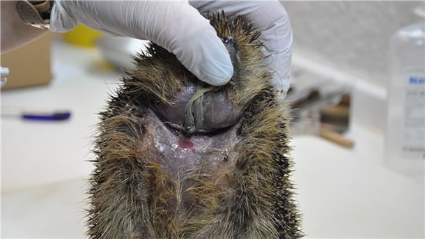 Nordenhamerin rettet Hunderte von Igeln Igel sind mit zahlreichen Gefahren konfrontiert. Dieses Tier hat als Jungigel eine Kordel um den Hals bekommen, die inzwischen in die Haut eingewachsen war.