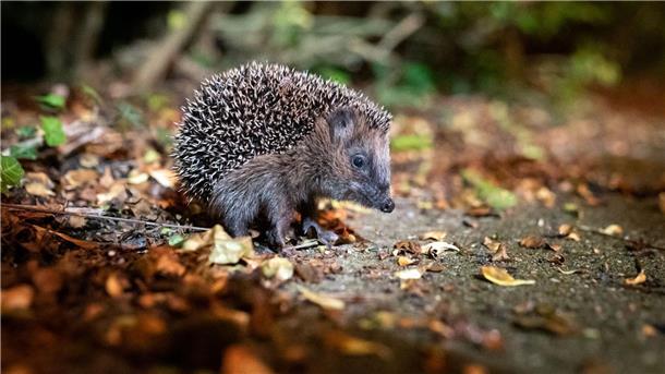 Igel suchen meist in der Dunkelheit nach Nahrung, im Herbst aber auch tagsüber.