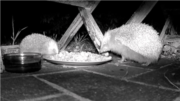 Igel an einer Futterschale. Nachtaufnahme von einer Wildtierkamera in Nordenham.
