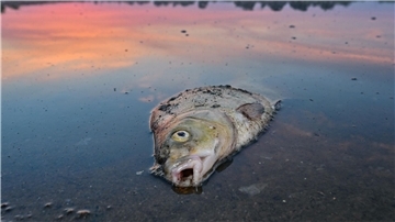 Im August verendeten mindestens 360 Tonnen Fische in der Oder.