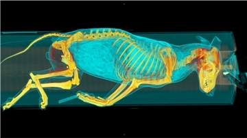 Die Aufnahme eines Computertomografen zeigt einen toten Wolf, der im Berliner Leibniz-Institut für Zoo- und Wildtierforschung untersucht wird. 