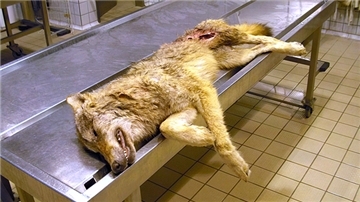 Ein toter Wolf liegt Im Berliner Leibniz-Institut für Zoo- und Wildtierforschung (IZW).