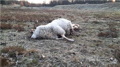 Im Cuxland werden wieder verstärkt Schafe gerissen, zuletzt hier im Bokeler Großen Moor.