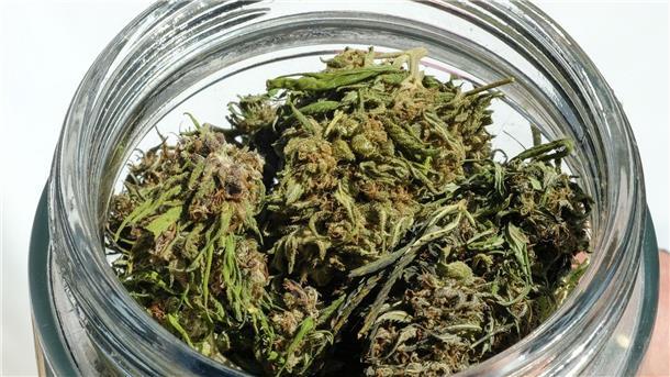 Ampel: Cannabis-Legalisierung zum 1. April - Clubs ab Juli Im Eigenanbau soll die erlaubte Menge von 25 auf 50 Gramm getrocknetes Cannabis verdoppelt werden.