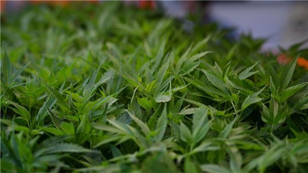 Polizei hebt Cannabis-Bande in Niedersachsen und NRW aus Im Fokus der Ermittler aus NRW und Niedersachsen stehen Cannabisplantagen. (Symbolbild)