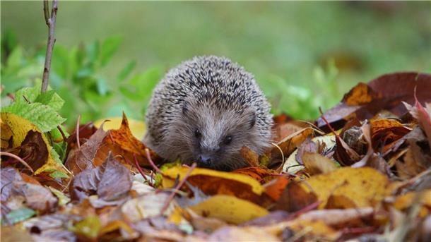 Im Herbst sind Igel viel unterwegs, um Nahrung zu suchen.