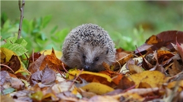 Im Herbst sind Igel viel unterwegs, um Nahrung zu suchen.