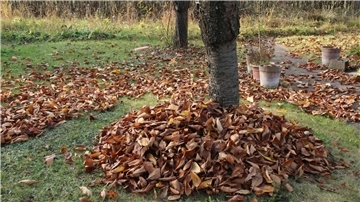 Im Herbst sollte ein wenig Laub für Insekten und Kleintiere liegen bleiben