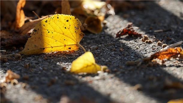 Im Kalender dauert es noch drei Wochen, bis der Herbst beginnt.