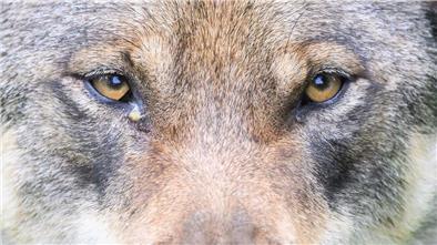 Zum Abschuss freigegeben: Problemwolf im Cuxland darf gejagt werden Im Landkreis Cuxhaven wurde ein Wolf zum Abschuss freigegeben.