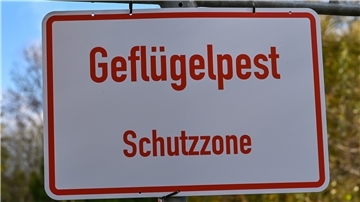 Im Landkreis Rotenburg ist die Geflügelpest ausgebrochen. Tierhalter haben jetzt einiges zu beachten, um ihren Bestand zu schützen.