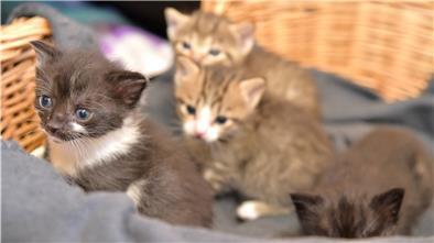 Im Laufe des Jahres landeten vermehrt Katzenbabys in deutschen Tierheimen. Laut Tierschutzbund sind manche Heime an ihrer Kapazitätsgrenze und haben einen Aufnahmestopp verhängt.