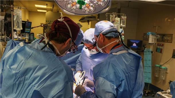 USA: Patient mit Schweineniere aus dem Krankenhaus entlassen Im Massachusetts General Hospital haben Ärzte einem Patienten eine Schweineniere transplantiert.