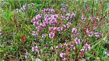 Im Naturschutzgebiet „Borstgrasrasen bei Badenstedt“ wachsen zum Teil auch seltene und stark gefährdete Pflanzenarten. Im Bild: Thymian.