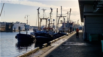 Mehrere Krabbenkutter liegen im Fischereihafen von Cuxhaven.