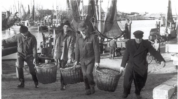 Im November 1959 tragen Fischer Körbe mit Krabben von Bord. Das Bild zeigt Anton Moriße, ein Spross der Familie Wefer, Hero Dierks und Toni Memenga.